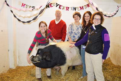 Nemo the pig with clinicians and Former Dean Kotlikoff