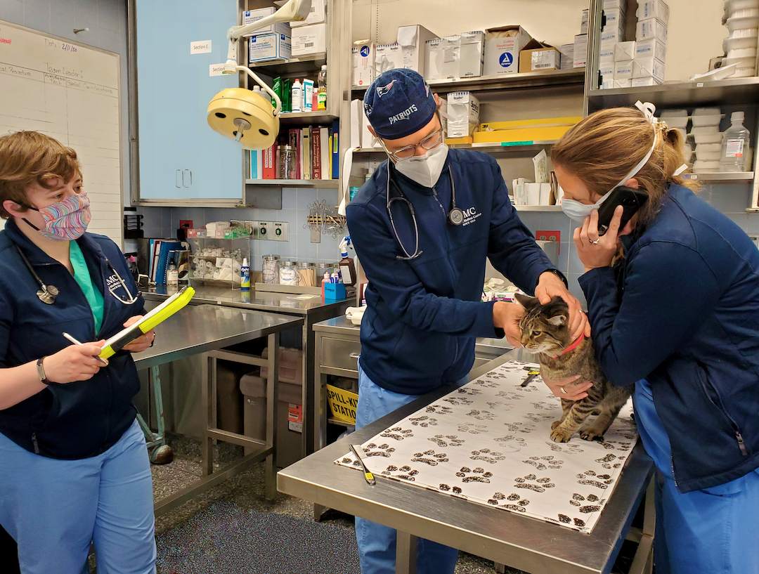 Clinicians in masks examine a feline patient at AMC