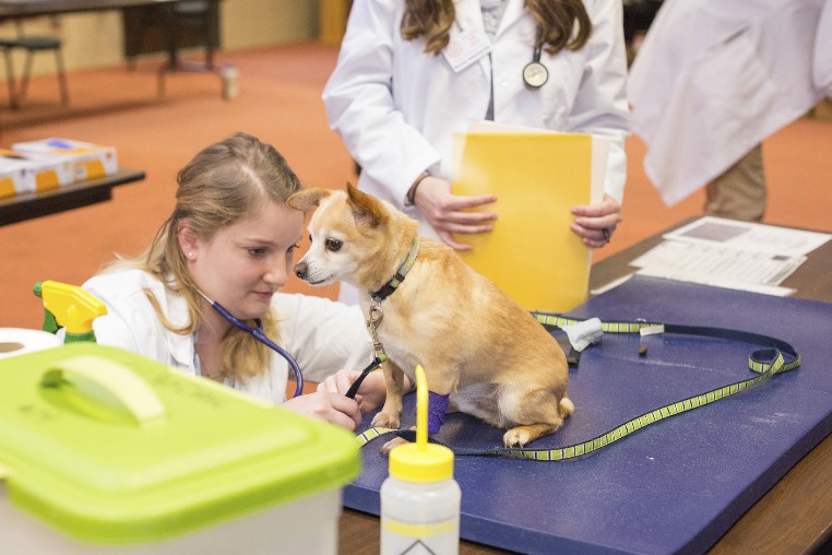 Vet student with a chihuahua