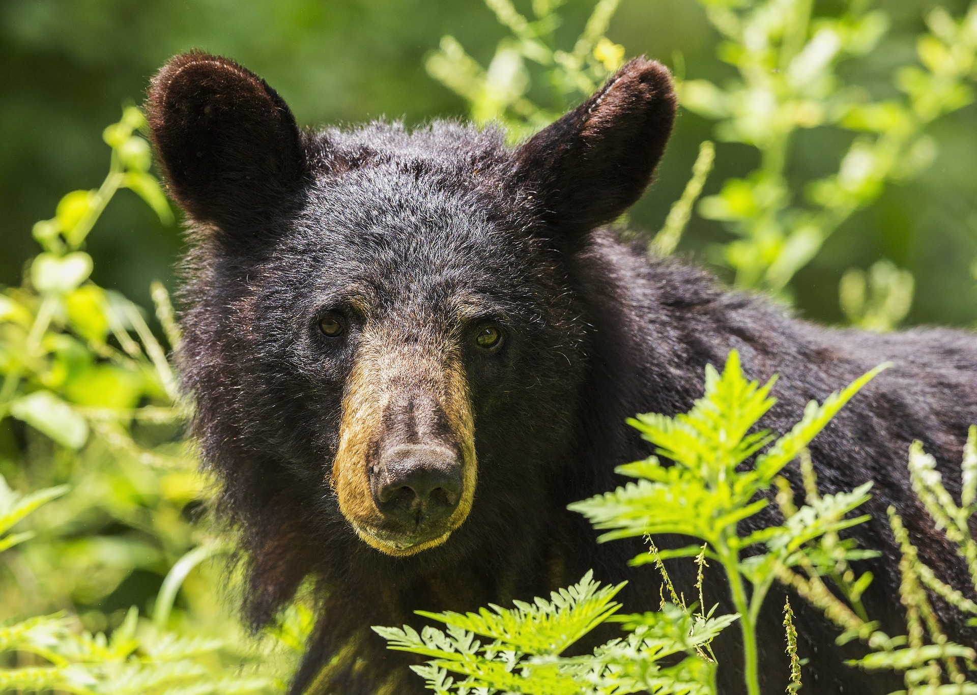 Black bear in brush