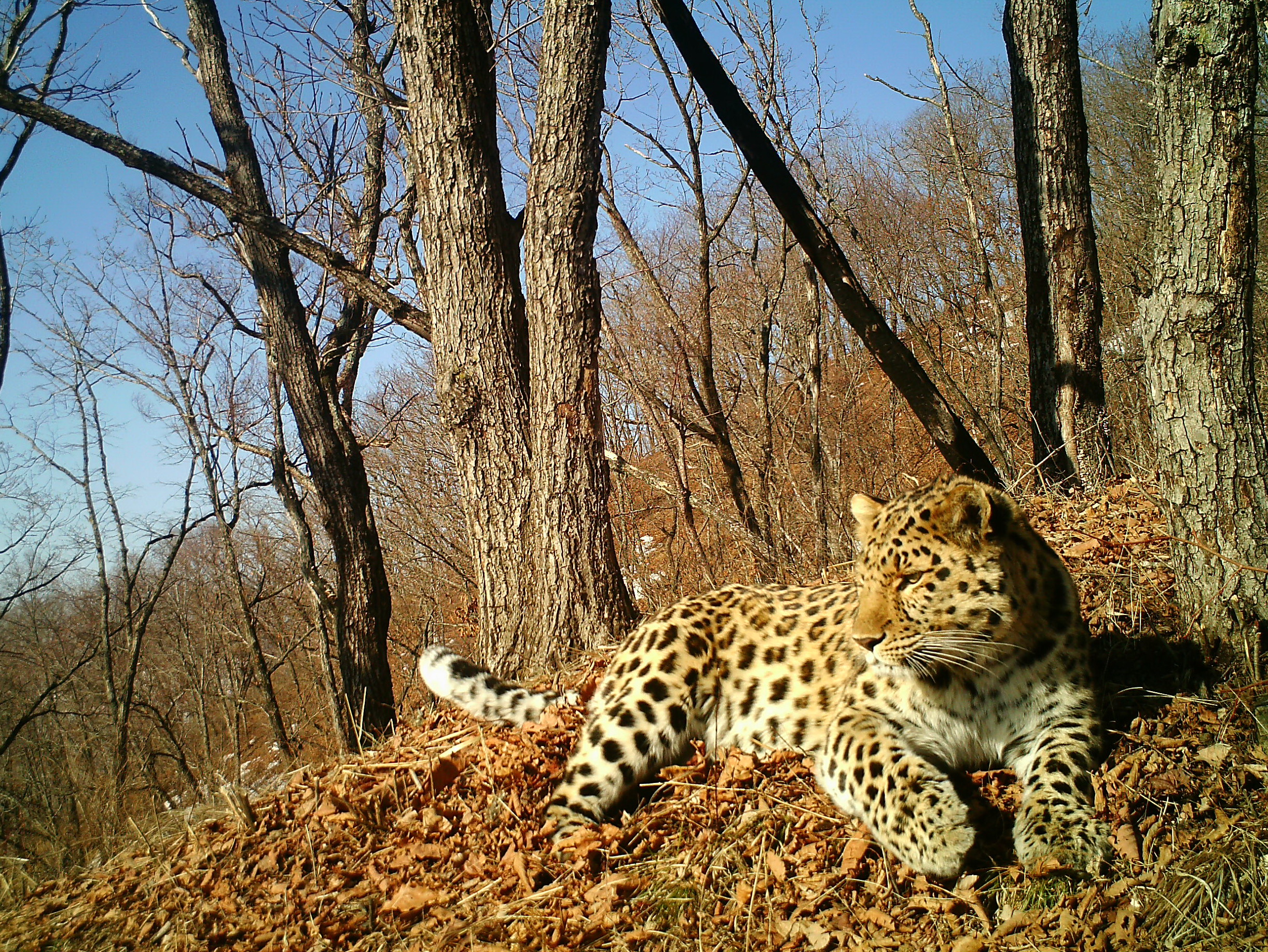 An Amur leopard in eastern Russia