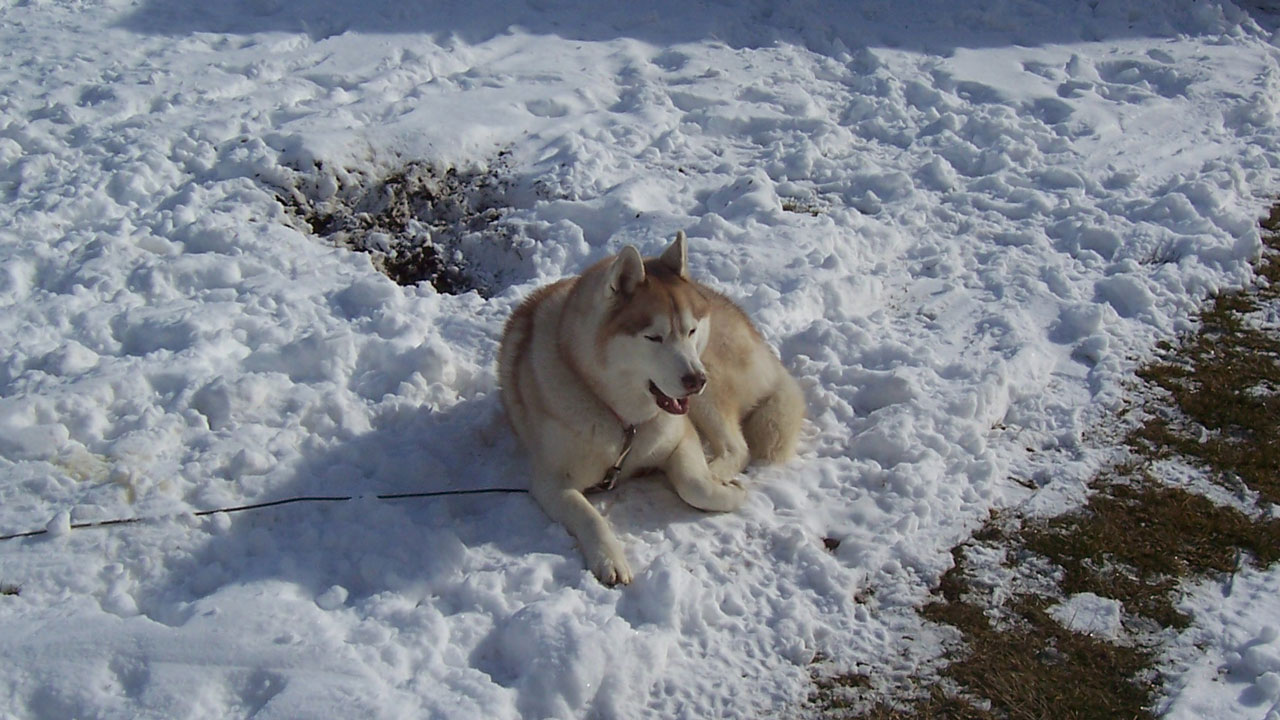 A white Siberian Husky lays down in the snow