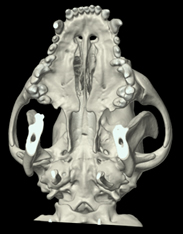CT image of a dog's skull