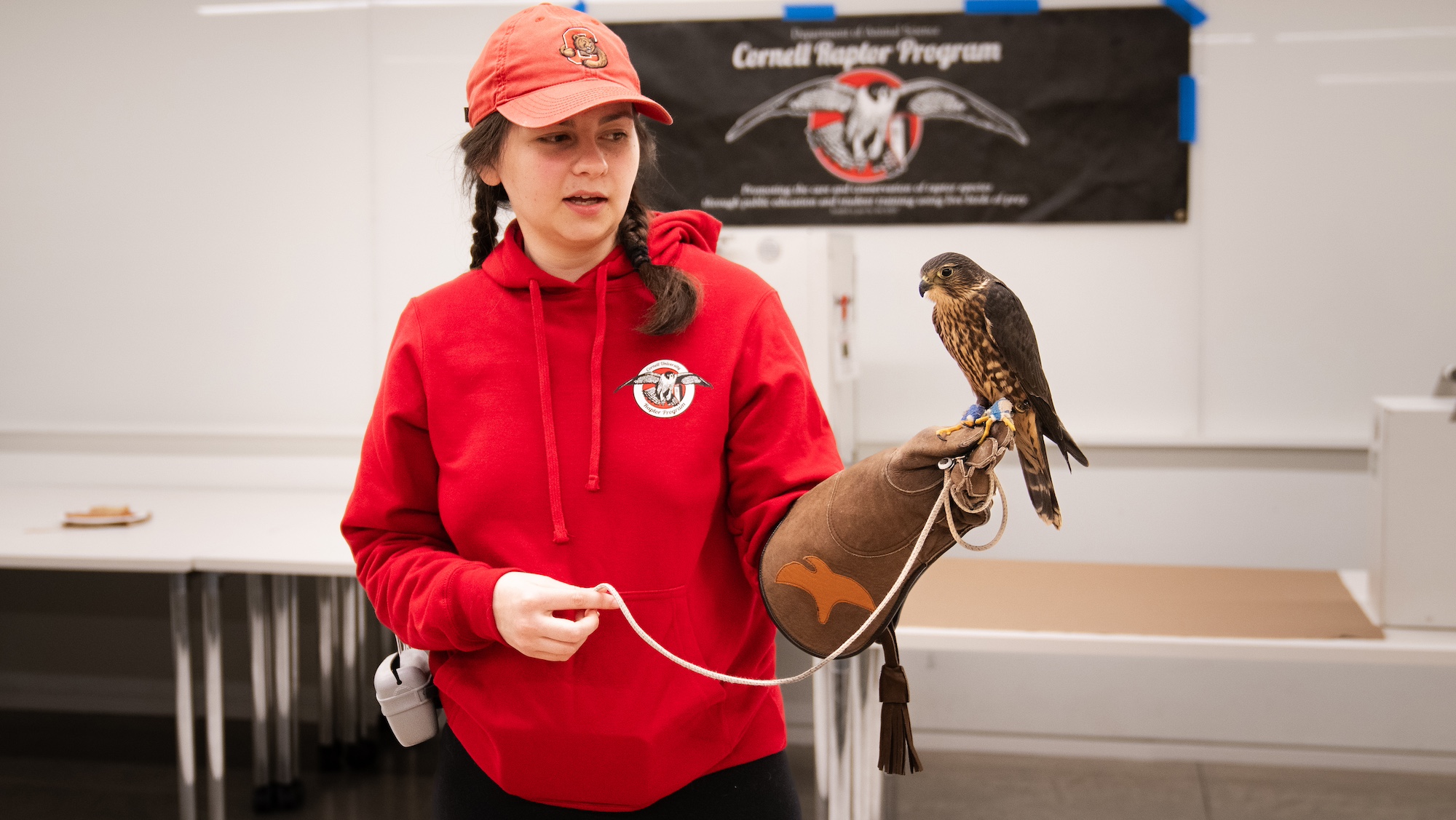 A volunteer shows a raptor to the camera