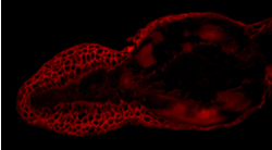 Tail Section of a transgenic zebrafish