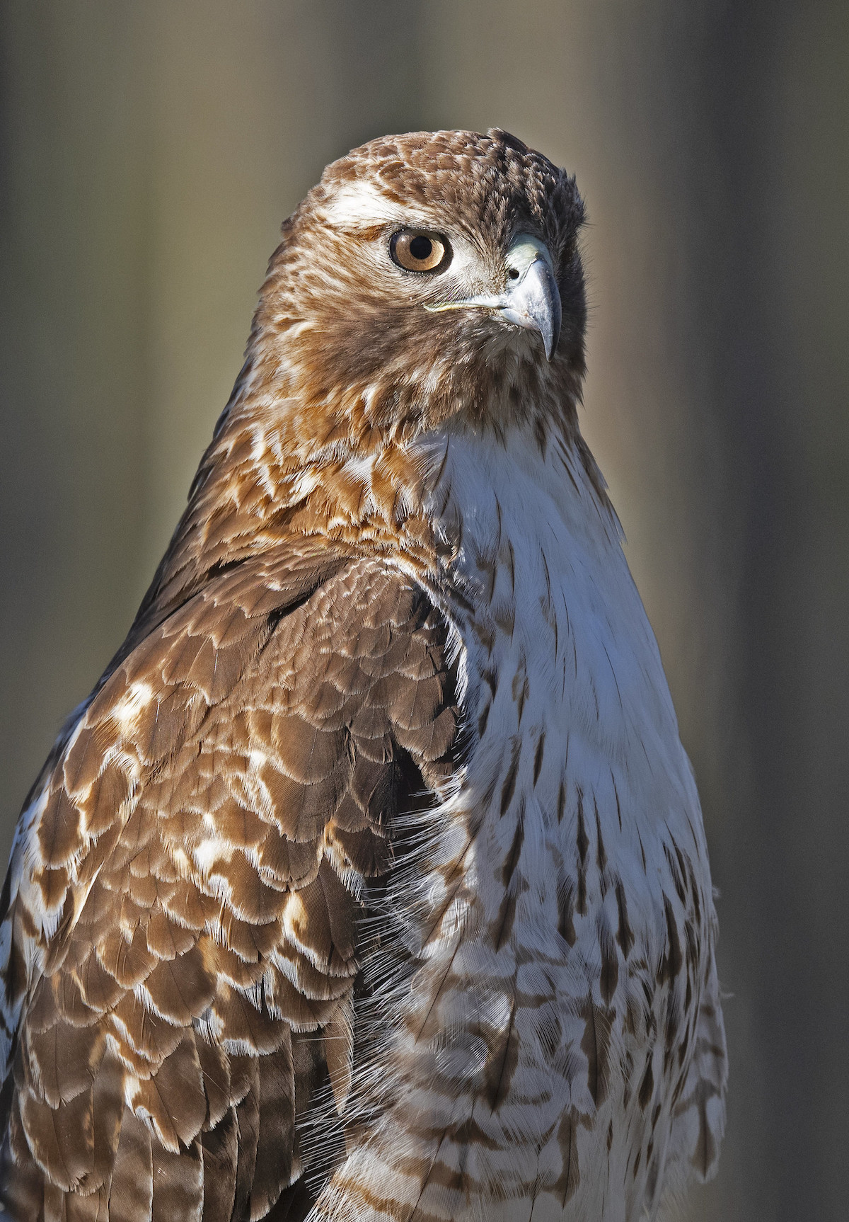 A close-up shot of a red-tailed hawk in upstate New York