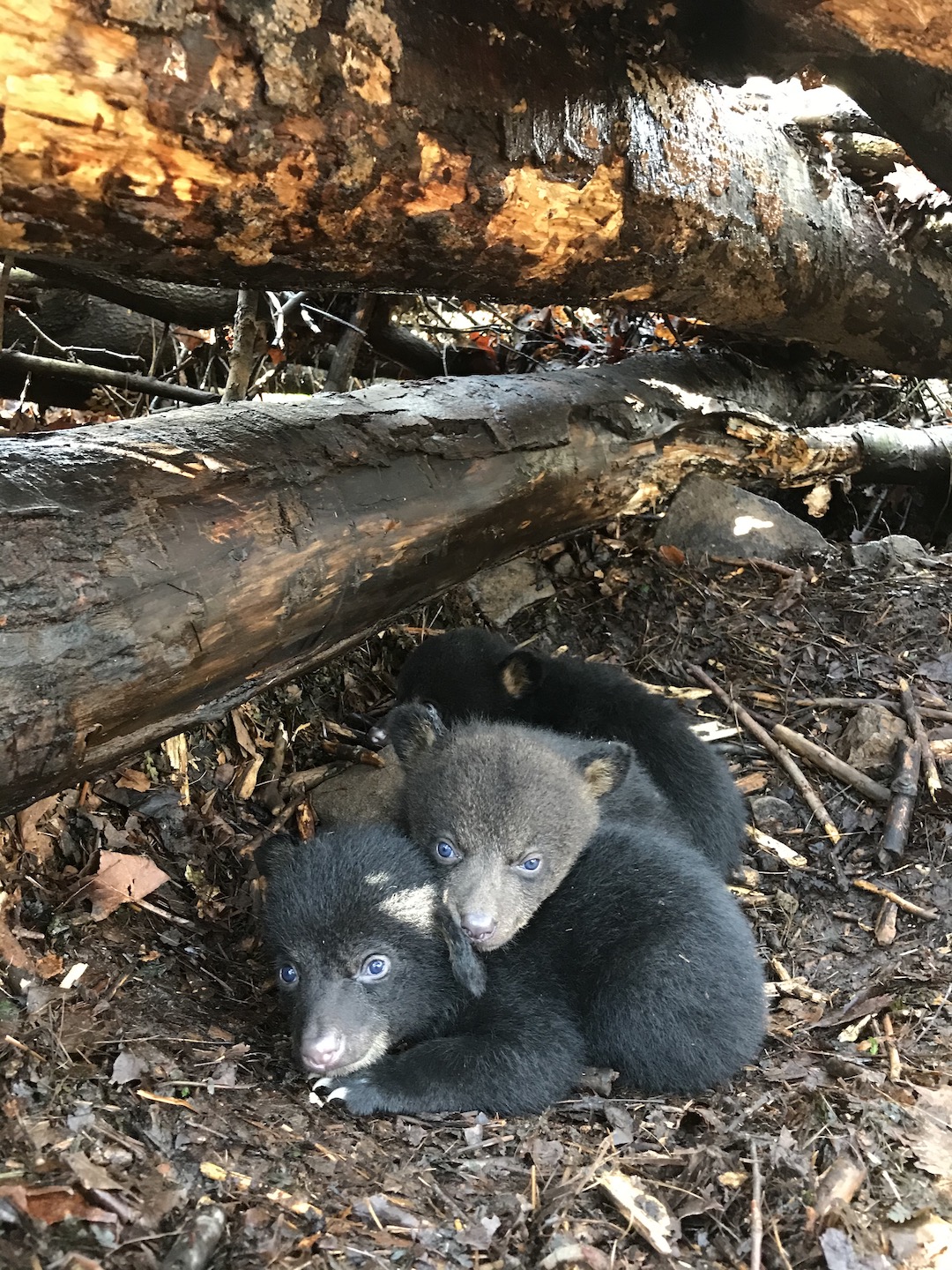 Two black bear cubs crouching under a branch amongst some leaves