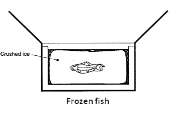 diagram of how to package a frozen fish sample