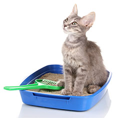 If you're having problems, your cat may have medical problems, an aversion to the litter box, the litter itself, or the location, or she may have a preference for another location.