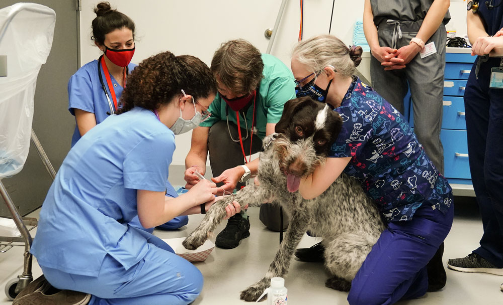 A german wirehaired pointer gets its blood drawn
