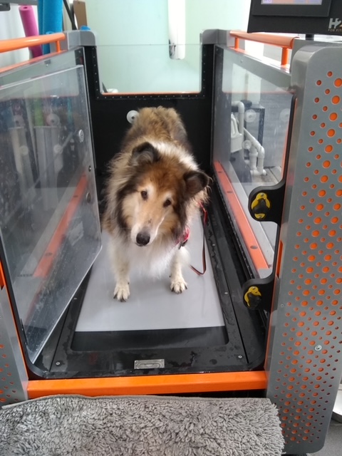 A collie standing in a water treadmill that's dry and has the door open