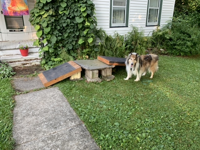 A collie stands next to a homemade ramp outside his home during summertime
