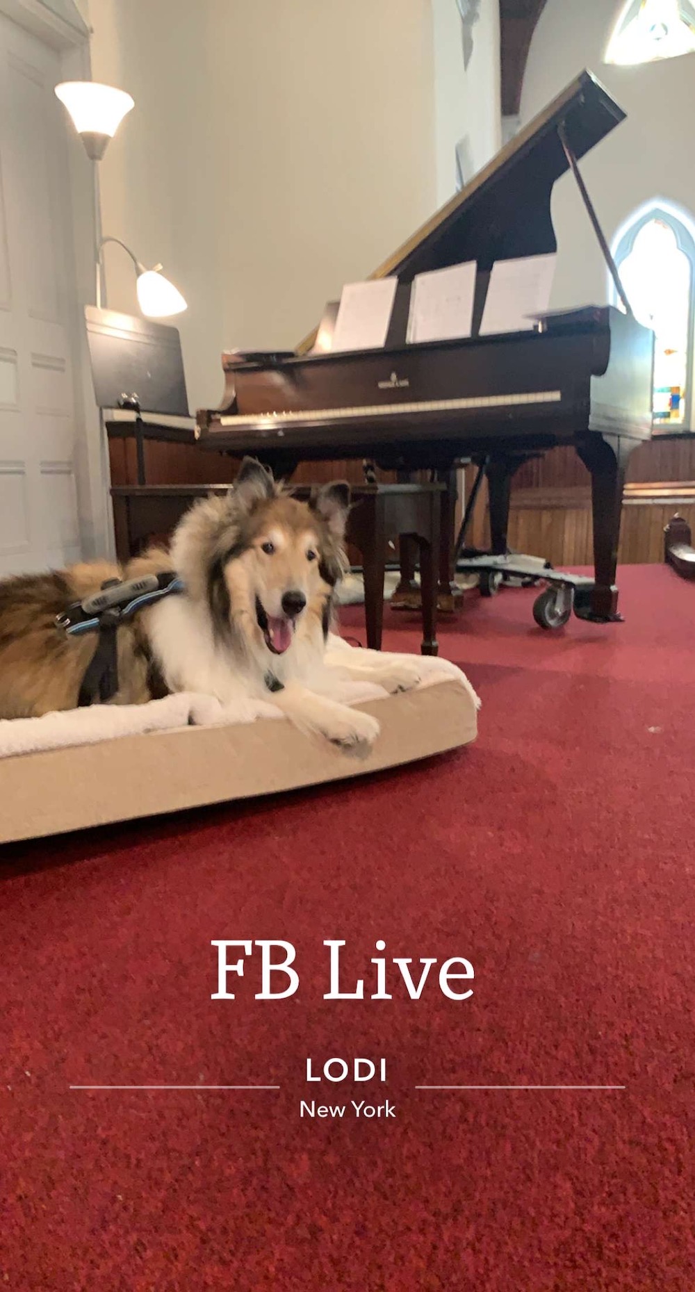 An ad for a Facebook Live event with a collie seated on a dog bed in a church with a piano behind him