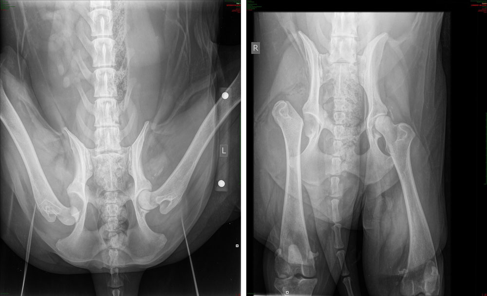 A pre-op and a post-op xray of Max the collie's legs