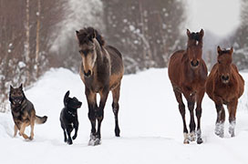 Horses and dogs running in snow