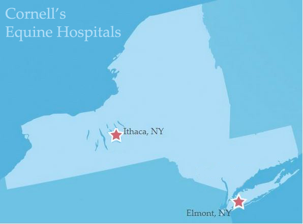 New York silhouette with stars over where hospitals located in Ithaca and Elmont