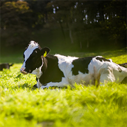 Cow lighted by the sun in a grassy field