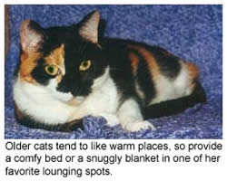 Calico cat curled up on a blanket