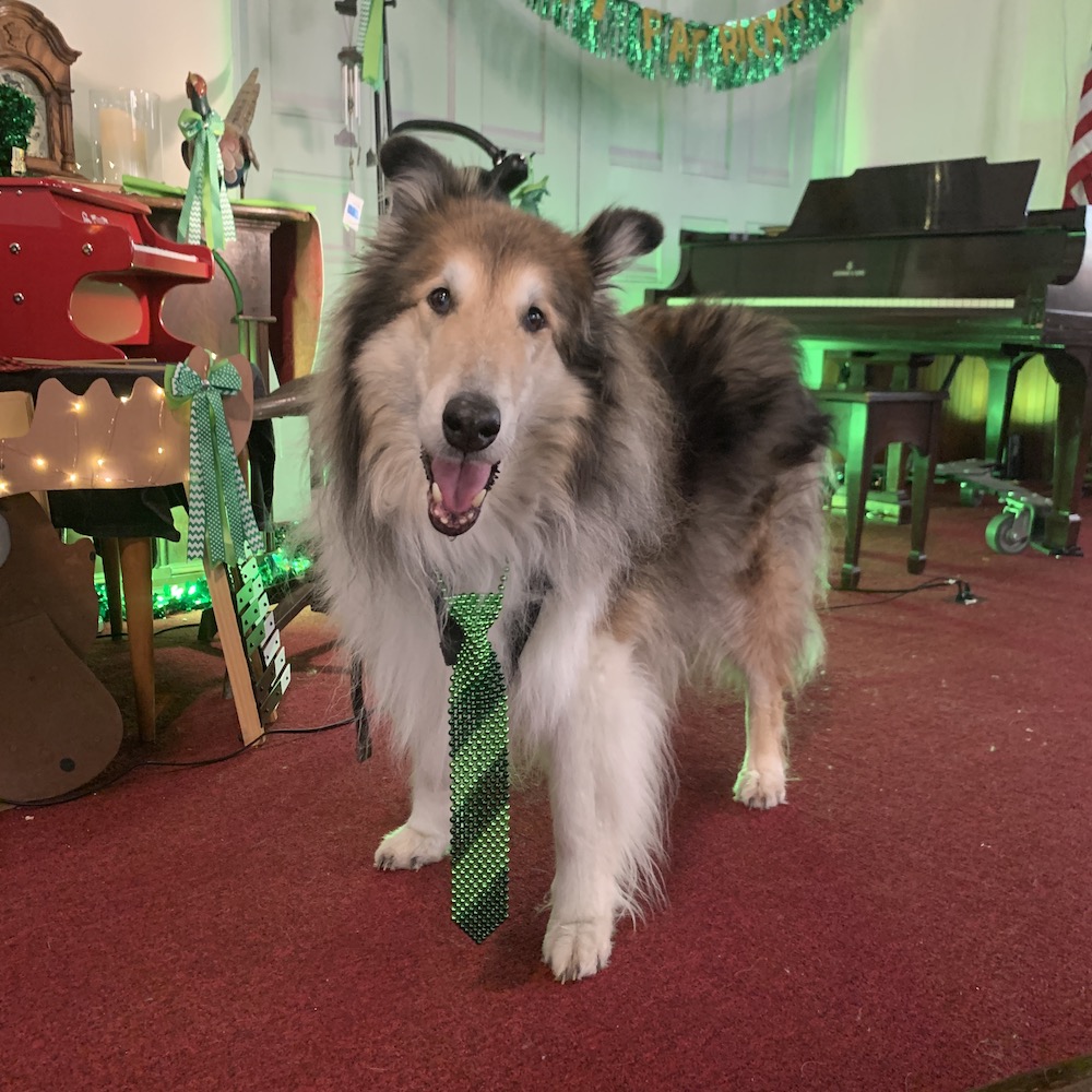 A collie standing in a church decorated for St. Patrick's Day