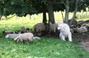 Pyrenees dog with sheep