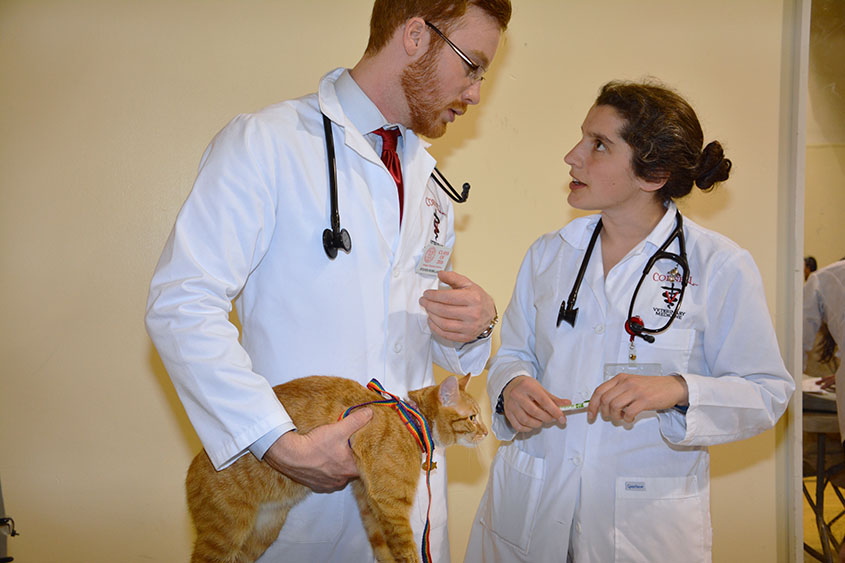 Students treat cat at community clinic