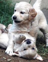 pure breed puppies
