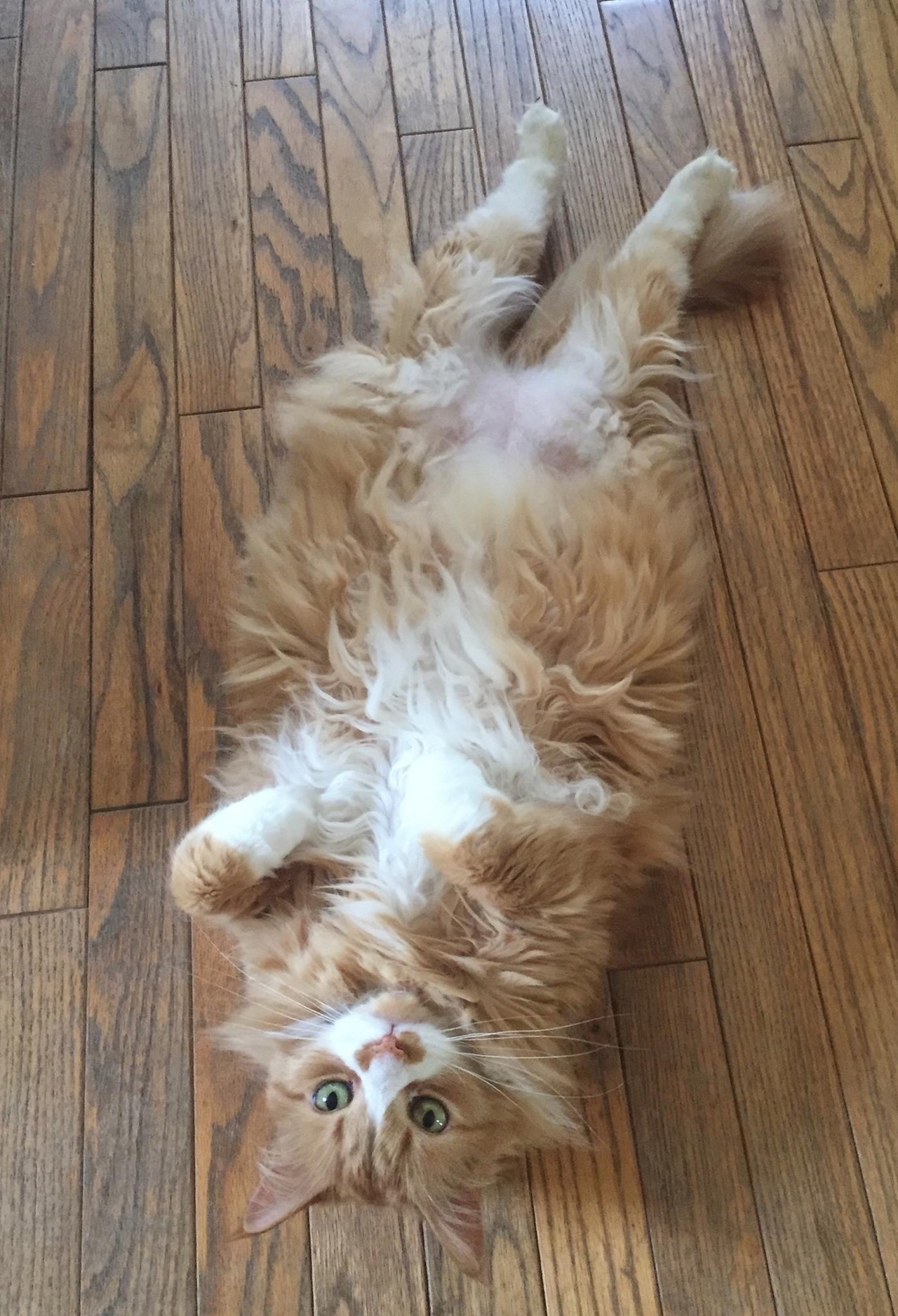 An orange and white longhaired cat stretched out on its back on a wood floor