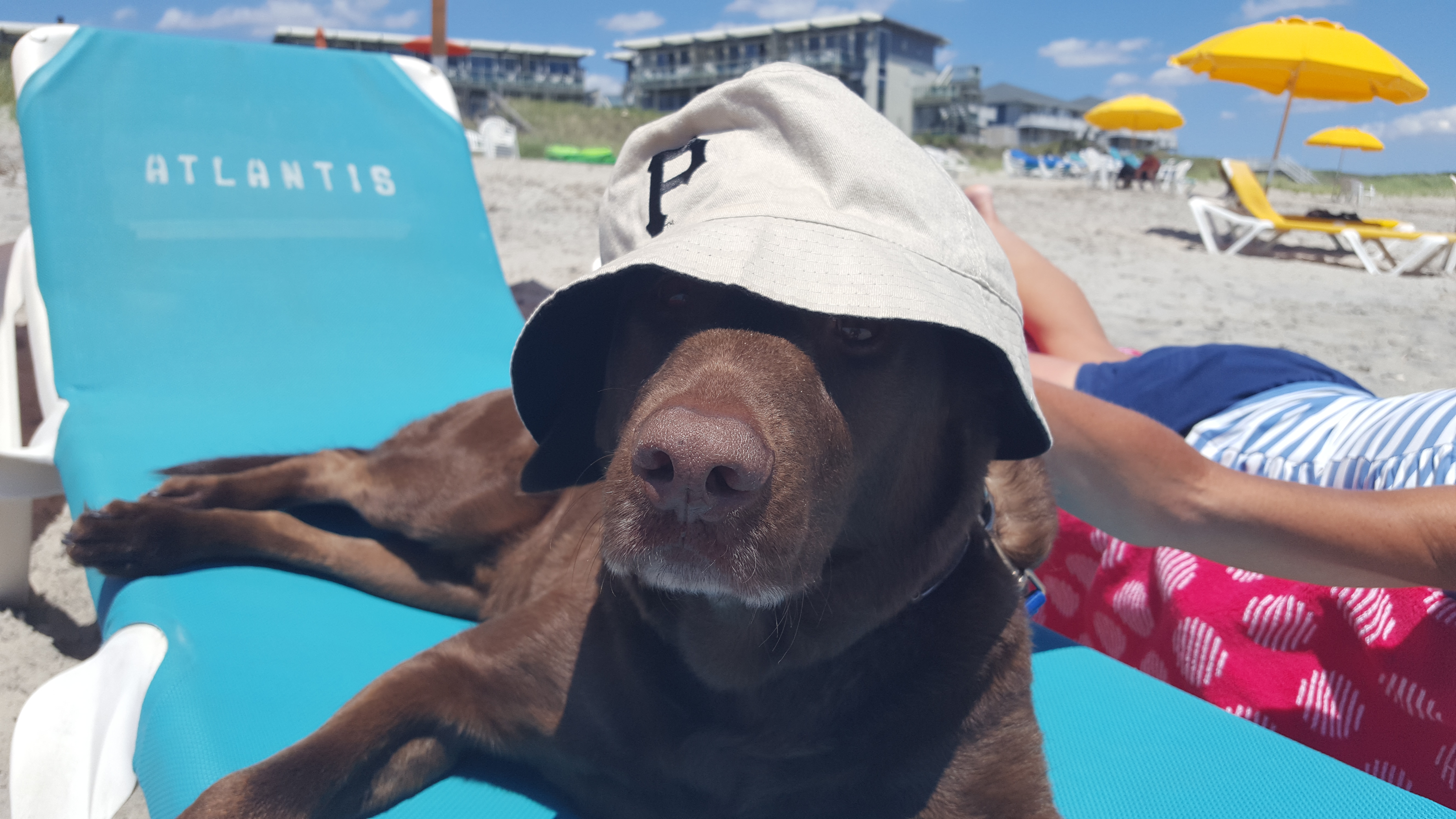 Labrador mix Sam wearing a hat at the beach