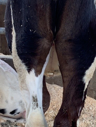 Normal Udder of 3-4 mo old calf