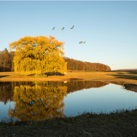 Cornell Equine Park