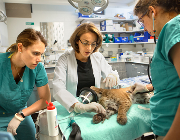 Wildlife Doctors and staff examining a wild bobcat