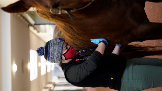 vet examining a horse