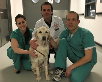 Drs. Giacomazzi, Santilli, Pariaut with a yellow labrador retriever