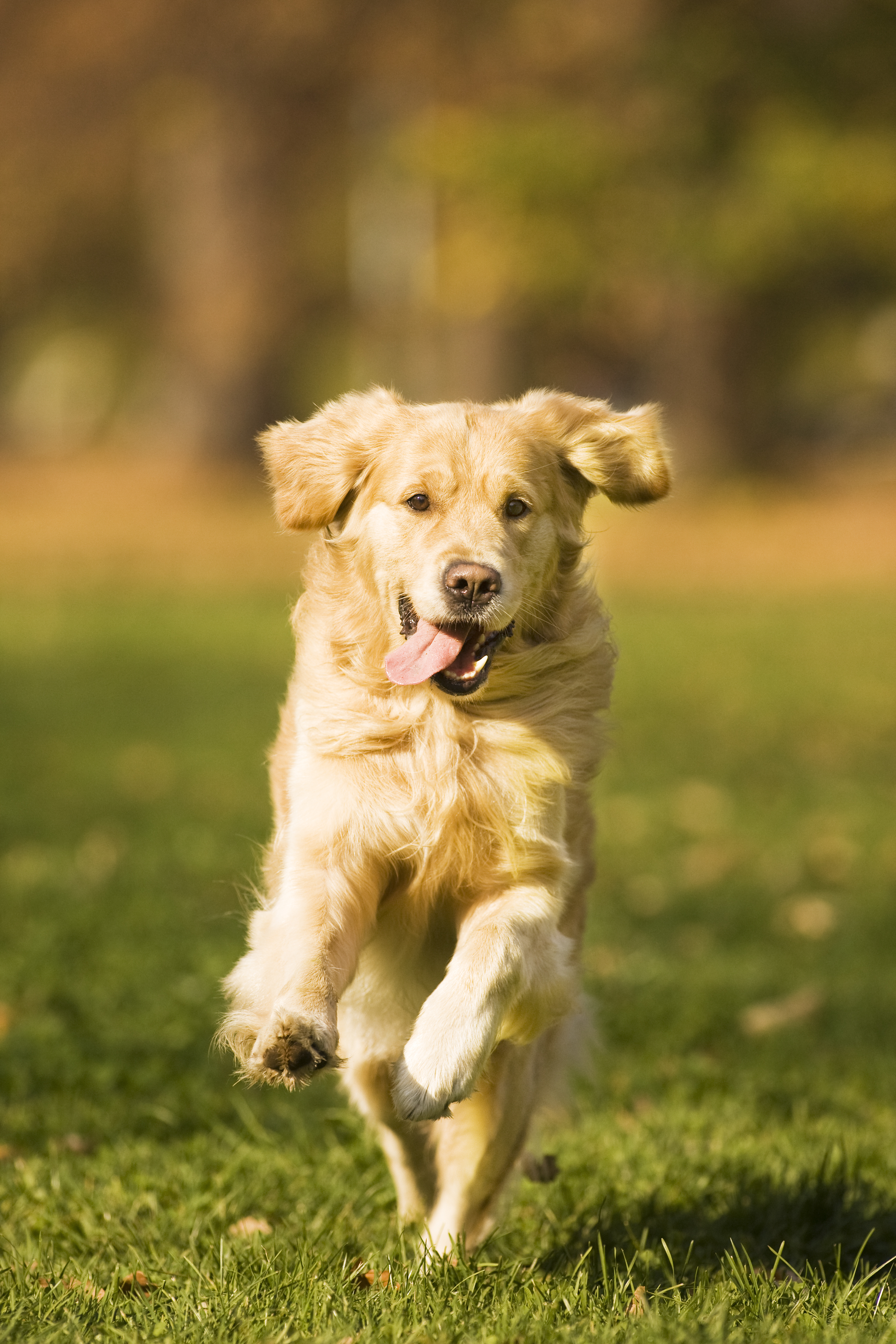 Golden retriever running on grass with tongue hanging out right side of mouth