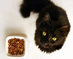 Cat with bowl of kibble