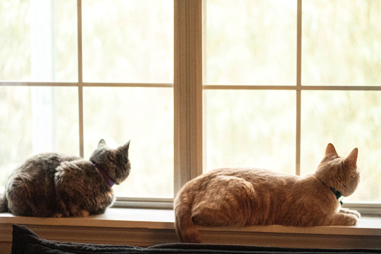 cats at a window