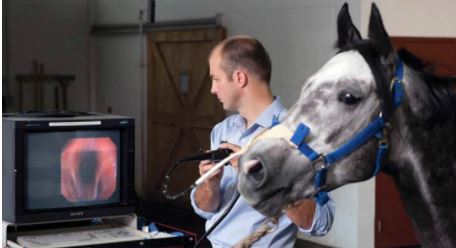 Doctor scanning a horses snout