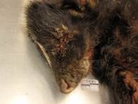 Striped skunk with ocular discharge typical of canine distempter infection