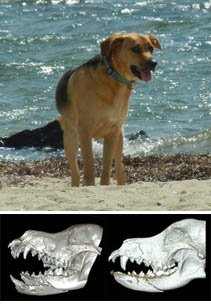 Brown dog on a beach and a CT image showing before and after jaw repair
