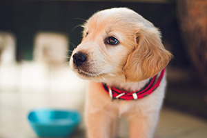 cute golden lab puppy with red collar 