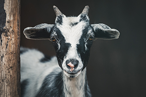 black and white goat looking into camera