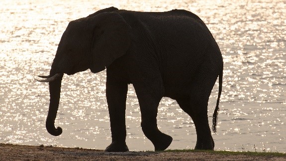 Elephant in front of a river