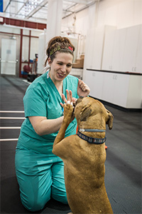 A dog gives a veterinary technician a high five. 