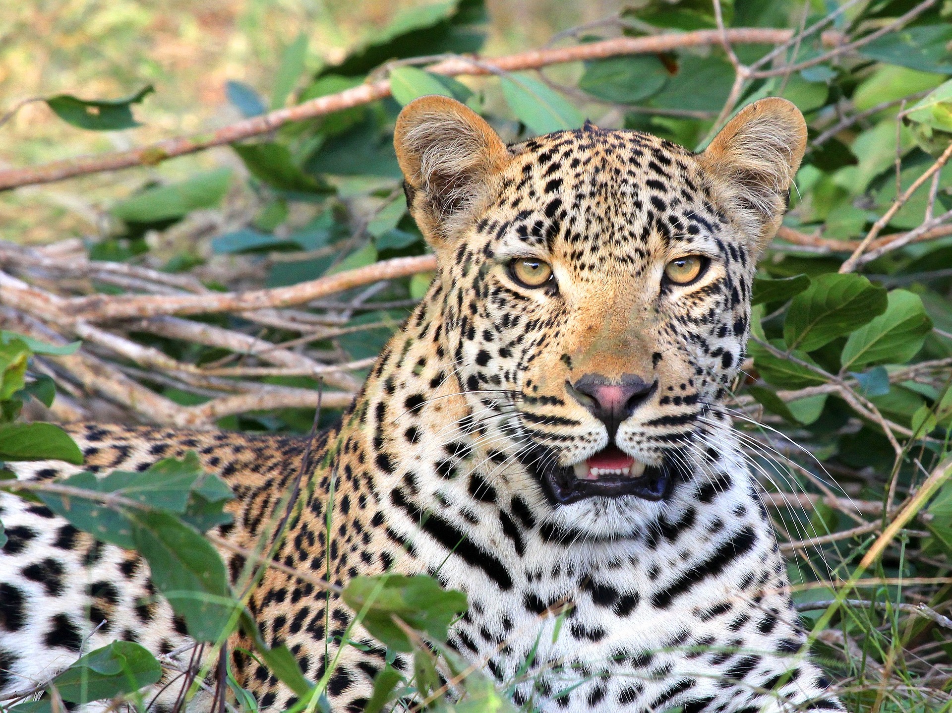A leopard in the brush