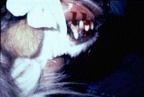 Mouth and lip bleeding in canines
