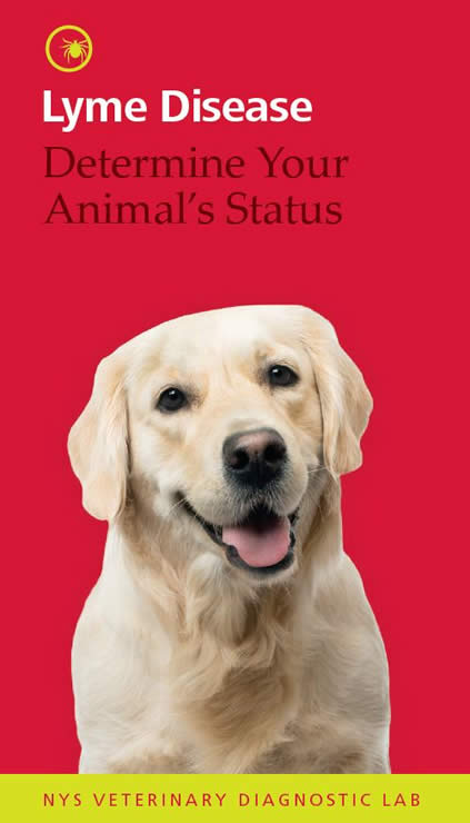 Yellow lab dog on red background, cover for Lyme Disease brochure