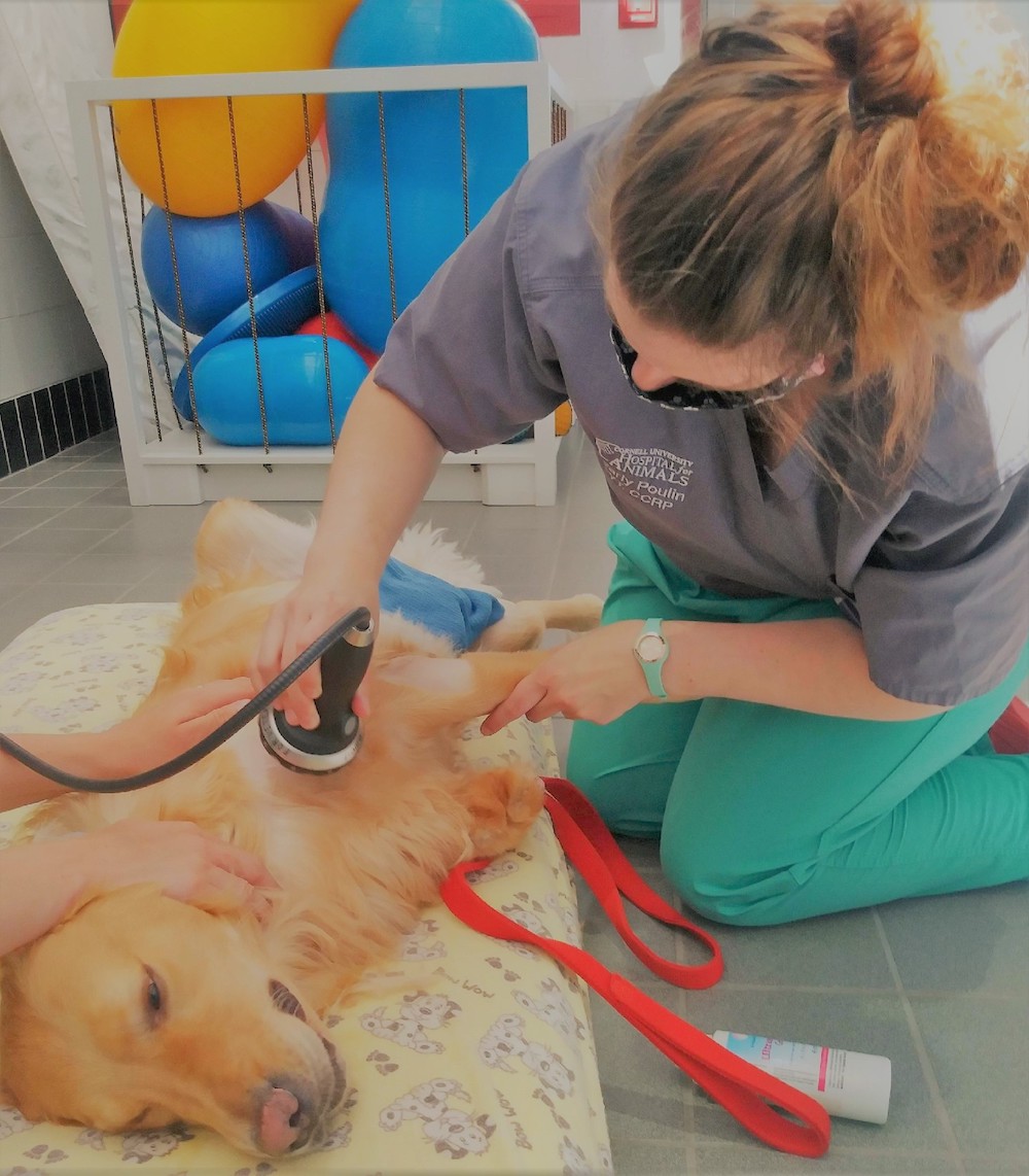 A golden retriever lies down as a veterinarian applies shockwave therapy to his shoulder