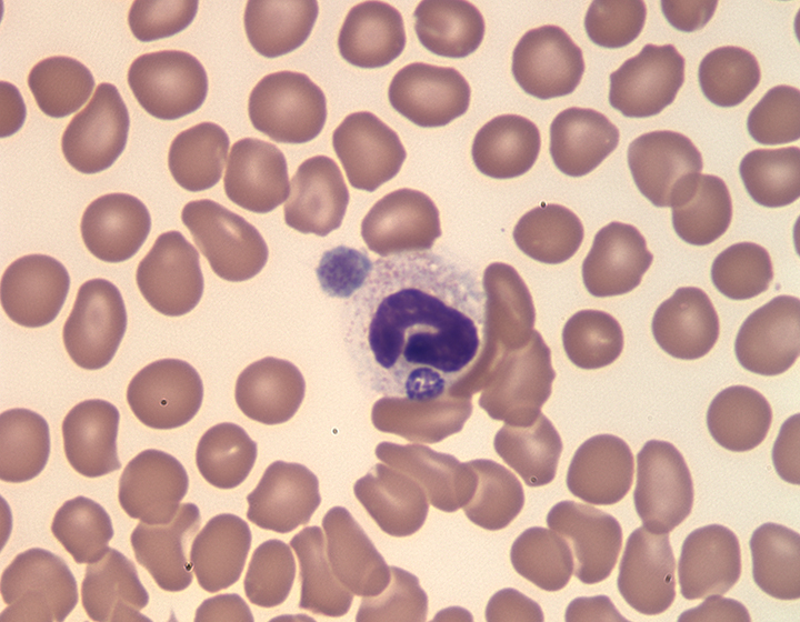 microscopic photo of cells