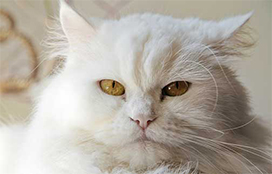 Older White Cat
