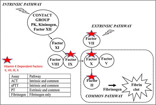 Intrinsic and Extrinsic Pathways Diagram